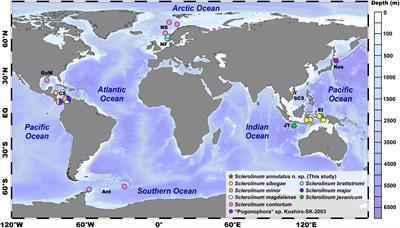 The Morphology, Mitogenome, Phylogenetic Position, and Symbiotic Bacteria of a New Species of Sclerolinum (Annelida: Siboglinidae) in the South China Sea